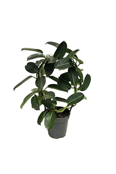 Betonish Stephanotis Floribunda (MADAGASKAR YASEMİNİ)
