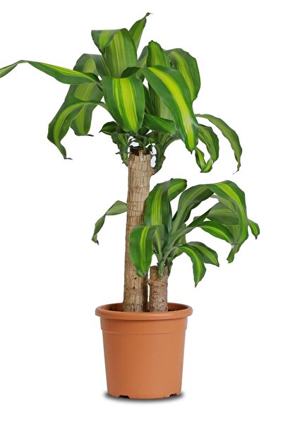 Genel Markalar Dracaena Massangeana (2 Kök, 100~125 Cm)