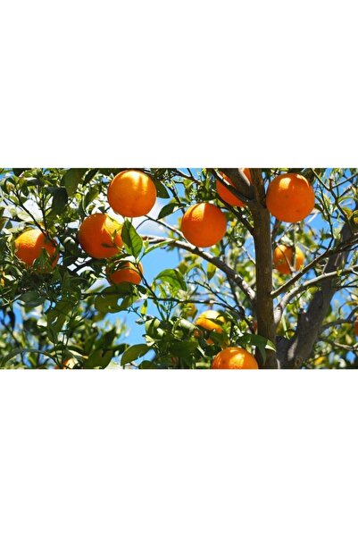 YEŞİLİMARKET Portakal Fidanı Yediveren Aşılı Tüplü 3yaş 100-150cm (çekirdeksiz)
