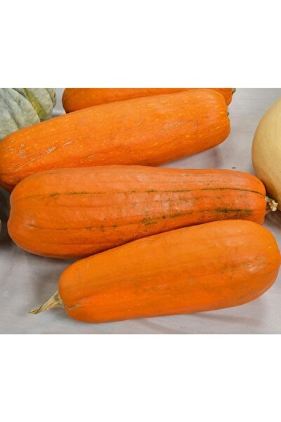 Karahasanoğlu Tarım Uzun Bal Kabak Tohumu 25 Ad Tohum