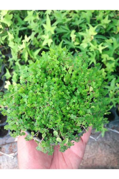 Tunç Botanik Arap Saçı 100 Adet - Helxine Soleirolii - Teraryum Bitkisi