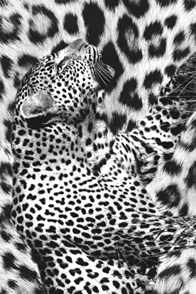 MODANOİVA Leopar Doku Bütünleşmesi Dijital Baskılı Halı Mrc1914