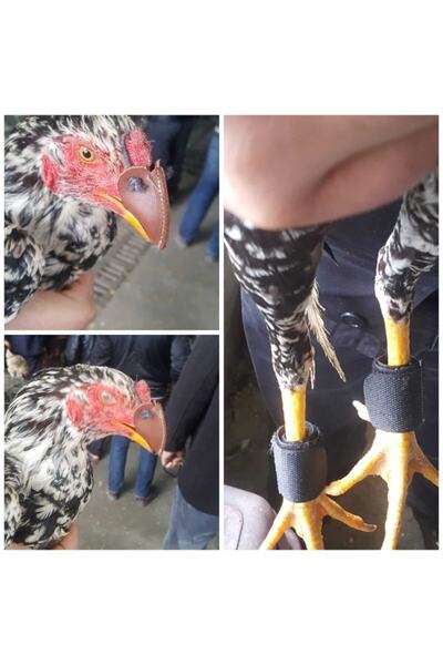 AKDEREPET Hint Horoz Gagalık Ve Taşlık 1 Numara