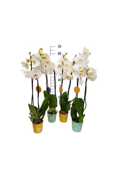 Palmiye Beyaz Renk 4 Adet Çift Dal  Orkide