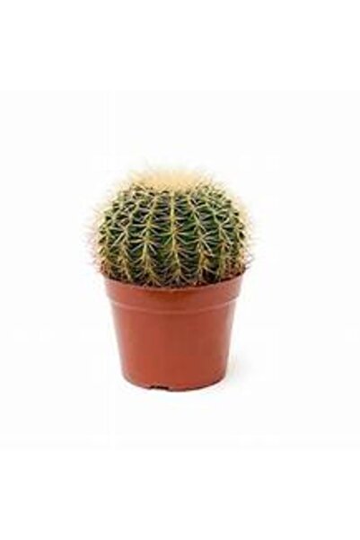 EGZOTİKBAHÇE Ithal Kalite Dolgun Kaktüs 5,5cm Saksı