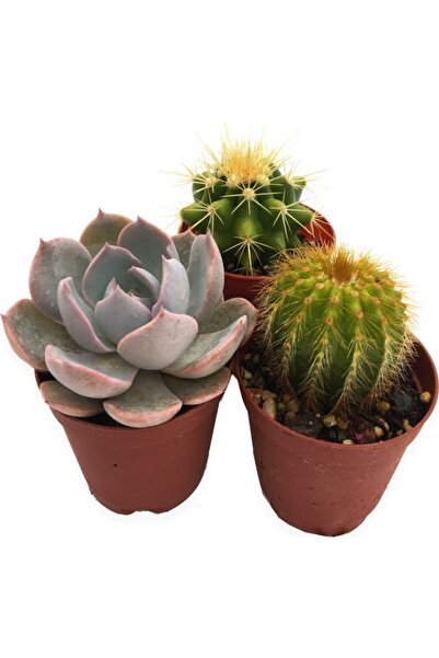 EGZOTİKBAHÇE Sukulent Kaktüs Seti 3'lü