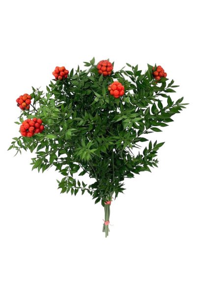 FloweryBox Yılbaşı Çiçeği Canlı Kokina Çiçeği 1 Demet 6 Dal