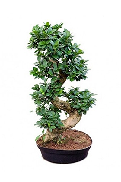 Genel Markalar Bonzai Ağacı Bonsai S Gövde 80 90 Cm Ev Bitkisi Ofis Bitkisi Salon Bitkisi Iç Mekan Bitkisi Bonsai