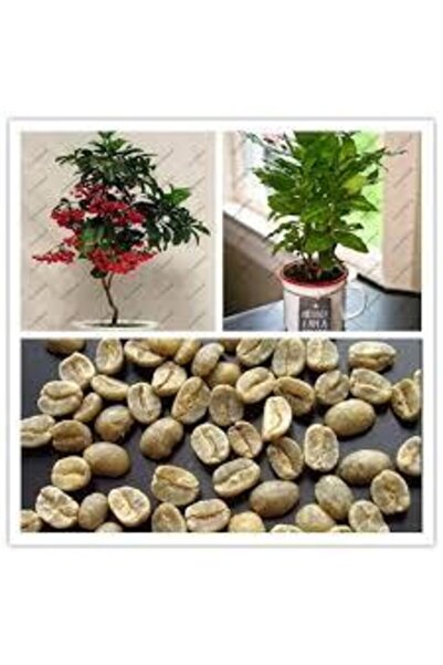 Köy Tohumları 5 Adet Kahve Ağacı Tohumu