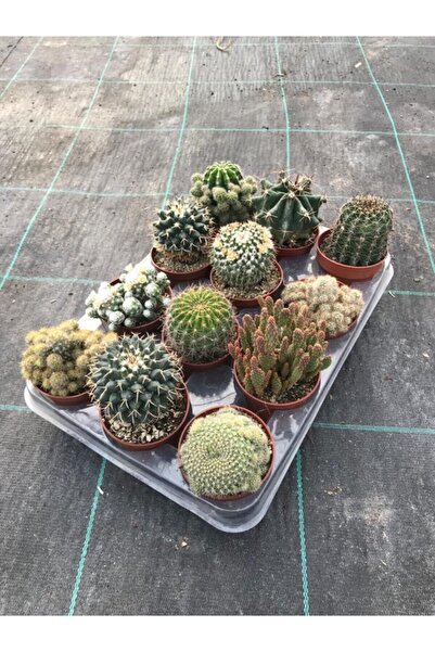 EGZOTİKBAHÇE Büyük Boy Kaktüs Seti 6 lı Özel Türler Ithal Kalite