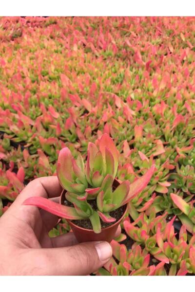 EGZOTİKBAHÇE Crassula Campfire Kamp Ateşi Sukulent