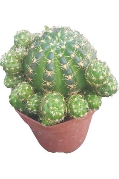 EGZOTİKBAHÇE Kaktüs Cactus Mediterraneens Rustiques Sukulent 5 5 cm Saksıda