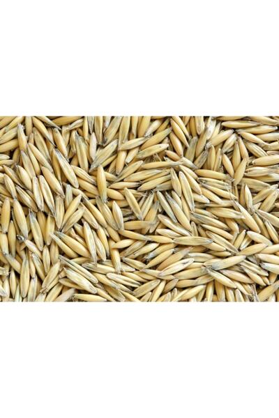 Asenya Yulaf Tohumu 1 kg Ilaçsız Yulaf Tohumu Doğal Yulaf Tohumu Yemlik Yulaf