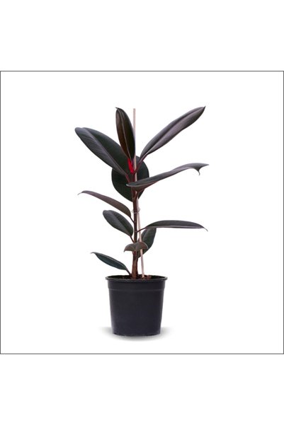 BahçemizBurada Red Kauçuk - Ficus Elastica (80 - 100 Cm)