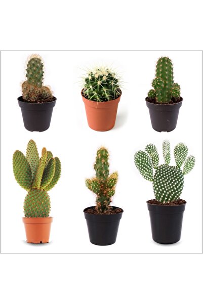 BahçemizBurada 6'li Mini Kaktüs Seti 1