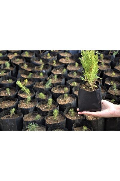Asenya Fide Poşeti 9x15 Cm 150 Adet Fide Torbası Fidan Poşeti Fidan Torbası