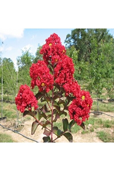 YAĞMUR BOTANİK Bodur Oya Ağacı 30 -40 Cm