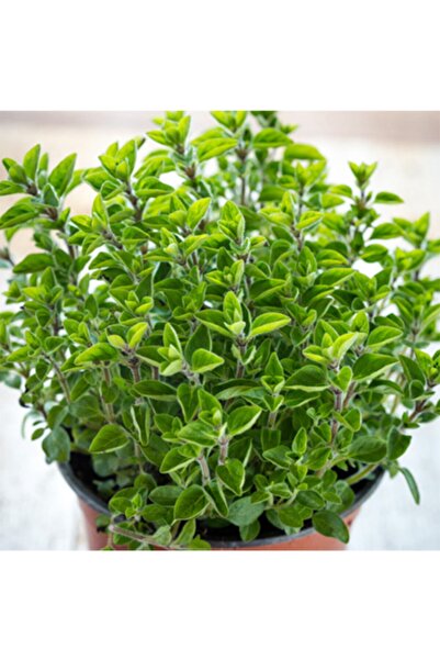 YAĞMUR BOTANİK Mercan Köşk Sakısılı 10-20 cm