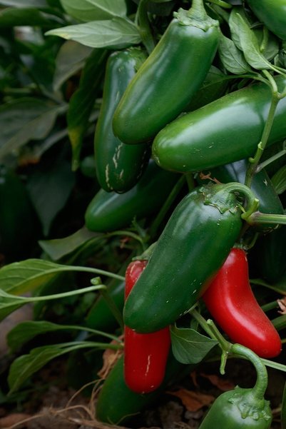 Tohum Dünyam Acı Jalapeno Biberi Tohumu 20+ Adet