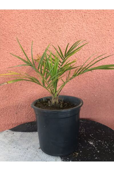 Botanik Market Hurma Ağacı Fenix (phoenix Canariensis) 40-60 Cm