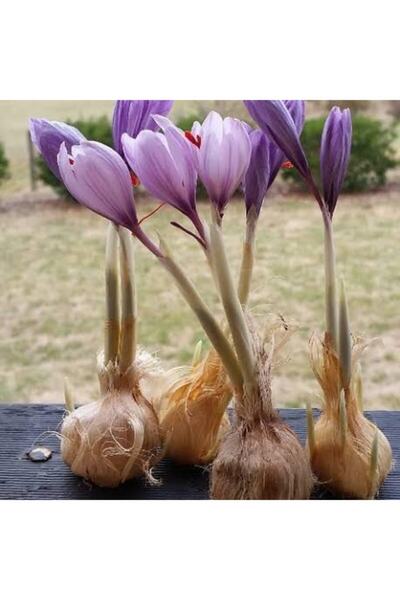Alanyatropikal Iran Safran Soğanı
