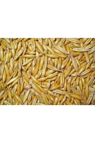 Asenya Yulaf Tohumu 2 Kg Ilaçsız Yulaf Tohumu Doğal Yulaf Tohumu Yemlik Yulaf