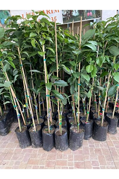 Alanyatropikal 5 Adet Aşız Tüplü Bacon Avokado Yaş 2 Boy 80-120cm