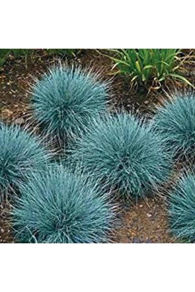 fide marketim Mavi Çim Festuca Glauca 20-40 Cm