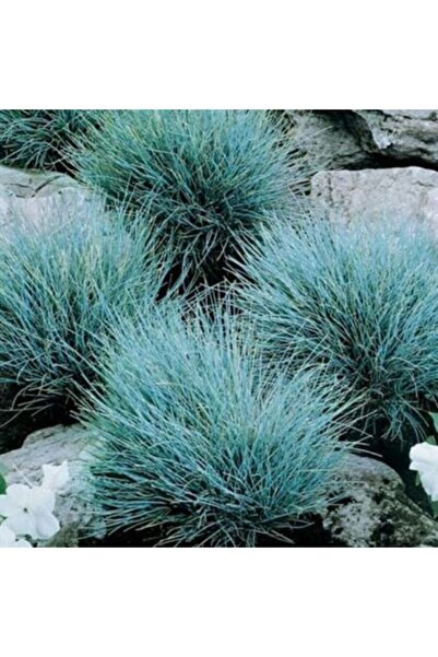 fide marketim Osmanlı Çimi Mavi Çim Güzeli Saksılı