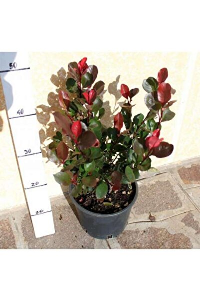 YAĞMUR BOTANİK Bodur Alev Çalısı 30 cm Saksılı