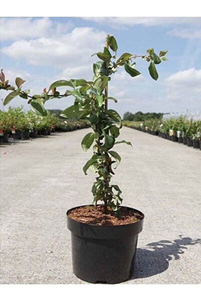YAĞMUR BOTANİK Bahardalı Fidanı (JAPON AYVASI) Saksılı