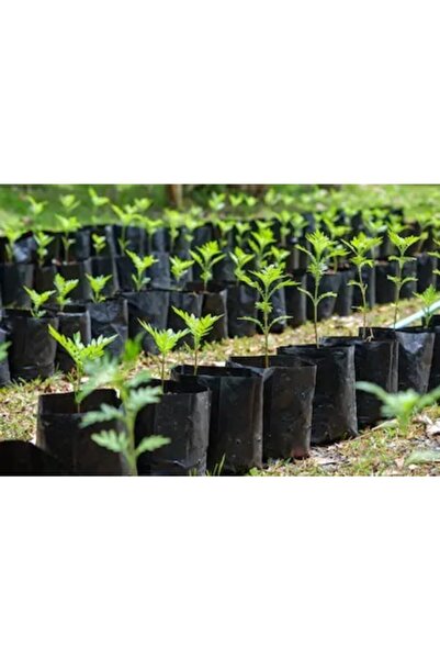 Asenya 55 Adet Fidan Torbası Fide Poşeti Fide Torbası Fidan Yetiştirme Poşeti 13x27cm 1kg