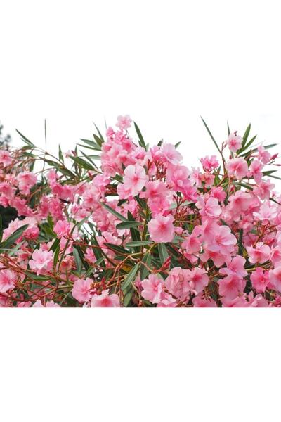 YAĞMUR BOTANİK Boylu Zakkum Tüplü 80 Cm 3renk 3 Adet