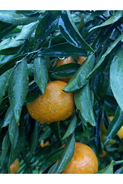 Bodrum Mandalinası (aşılı Mandalina Fidanı)