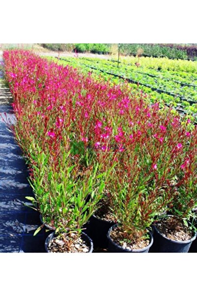YAĞMUR BOTANİK Gaura Bitkisi Saksılı 30-40 Cm