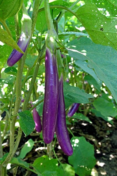 Tohum Dünyam Mor Tayland Patlıcan Tohumu / 5+ Adet Tohum