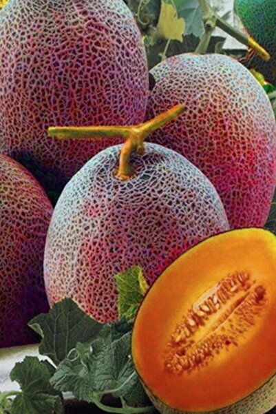 Tohum Dünyam Bal Turuncu Kavun Tohumu / 5+ Adet Tohum