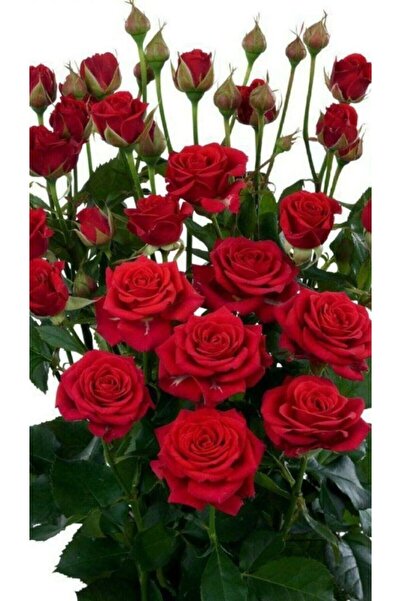 Tohum Dünyam 10 Adet Kırmızı Renkli Gül Çiçeği Tohumu