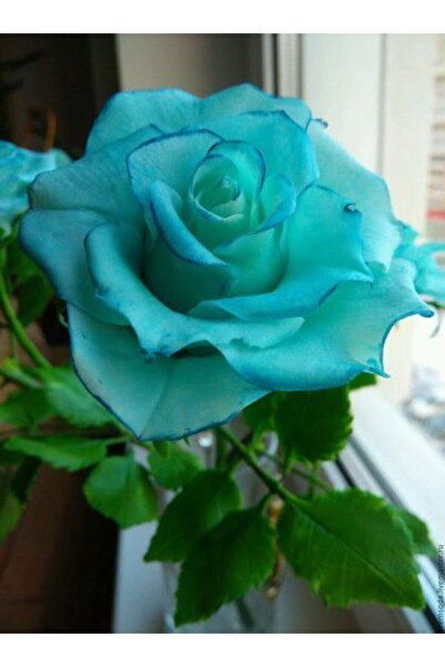 Tohum Dünyam 10 Adet Turkuaz Renkli Gül Çiçeği Tohumu