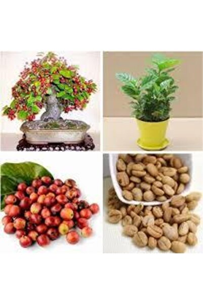 Köy Tohumları 5 Adet Tohum Nadir Bonsai Bulunan Kahve Ağacı Tohumu Kahve Tohu...