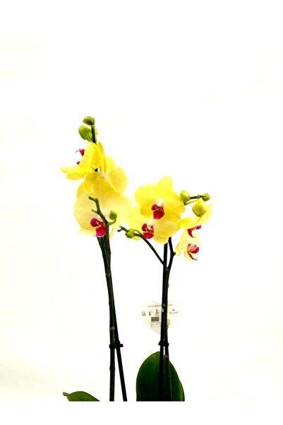 neva grup Orkide , Çift Dallı Orkide 60-80cm Arası Boyunda Sarı Göbeği Pembe