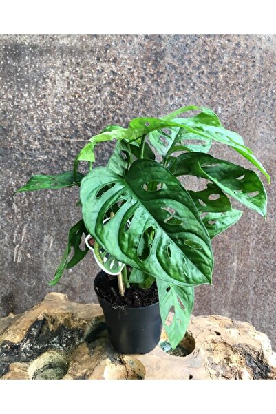 neva grup Deve Tabanı, Monstera Obliqua, Monstera Monkey, Delikli