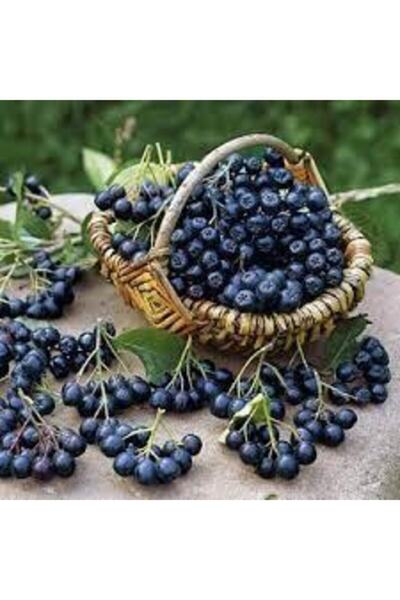 GARDENYA TOHUMCULUK 5 Adet Siyah Aronıa Tohumu (rus Yaban Mersini)