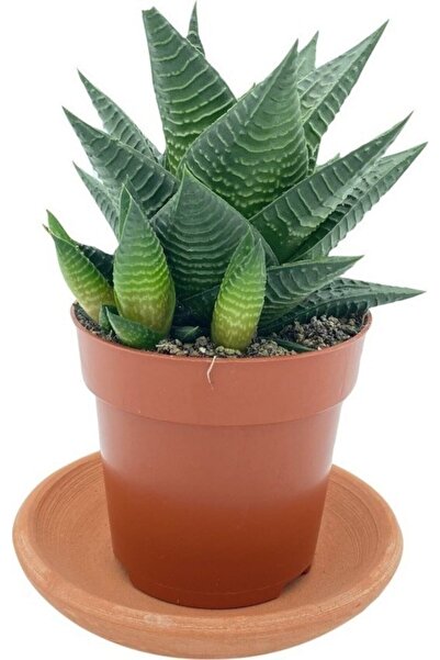 EGZOTİKBAHÇE Haworthia Limifolia Büyük Boy Çap 8.5