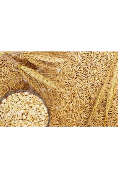 Asenya Yulaf Tohumu 5 Ilaçsız Yulaf Tohumu Doğal Yulaf Tohumu Yemlik Yulaf