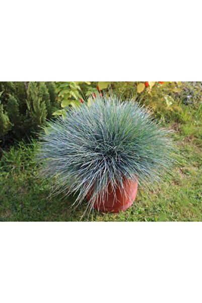 fide marketim Mavi Çim (festuca Glauca)