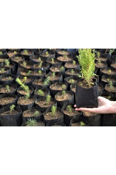 Asenya Fide Poşeti 9x15 Cm 30 Adet Fide Torbası Fidan Poşeti Fidan Torbası