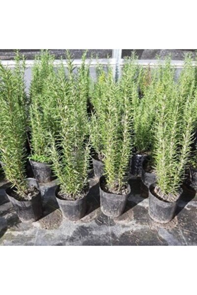 YAĞMUR BOTANİK Biberiye Saksılı 20-30 Cm