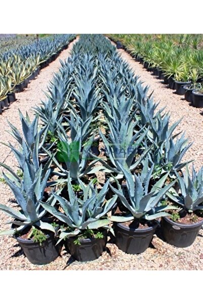 YAĞMUR BOTANİK Agave Saksılı 10-20 Cm