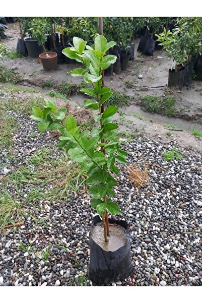 Thornless Mexican Lime Fidanı (dikensiz Meksika Lime Limonu)